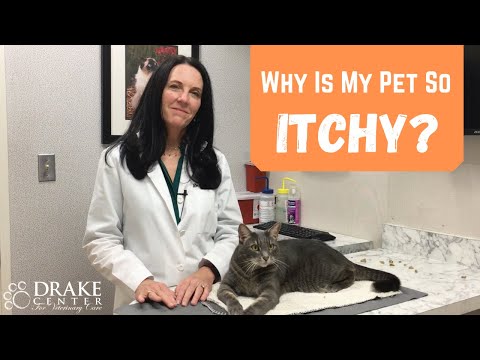 Why Is My Pet So Itchy?