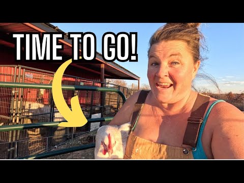 Moving Breeder Chickens to Their New Pens | Preparing Chicken Runs for Our Ultimate Coop!