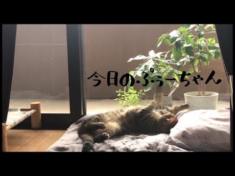 【ゴロ猫】ゴロゴロ中のお返事はしっぽで