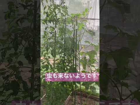 蚊帳栽培は最高 #shorts #家庭菜園