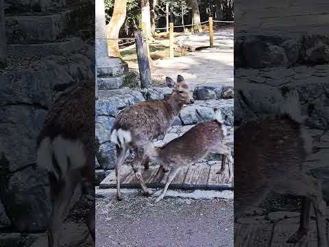 Nara deer.#vlog #japantravel #deer #動物 #旅行