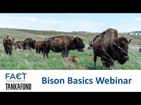 Bison Basics