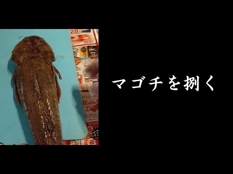 【魚さばき】マゴチを捌く。煮つけと唐揚げにします