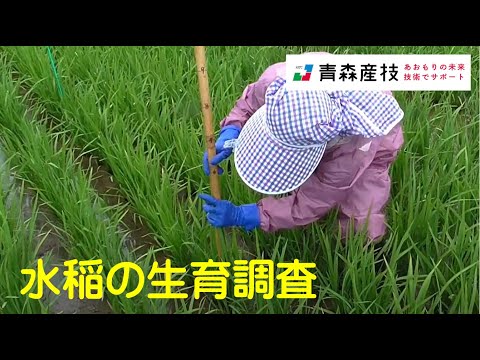 水稲の生育調査AS05【農林総合研究所】