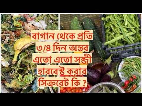 বাগান থেকে প্রতি ৩/৪ দিন অন্তর এতো এতো সব্জী হারবেস্ট করার সিক্ররেট কি ?