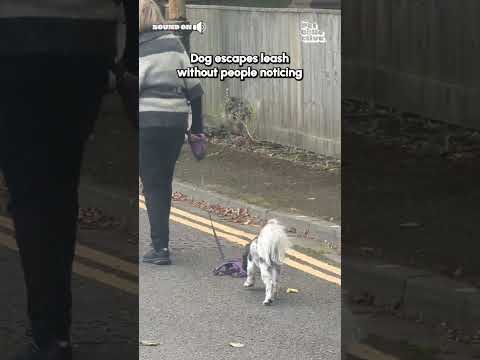 Dog Slips Harness Without People Noticing!