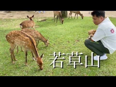 奈良県【若草山】マルプーりんちゃんとほのぼの登山行ってきたよ✨🐶⛰️🦌🥰