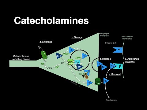 Catecholamines (Norepinephrine, Epinephrine)