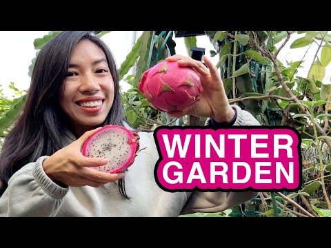 You won’t believe what plants are surviving winter!