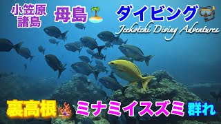 小笠原諸島・母島🏝ダイビング🤿裏高根🪸ミナミイスズミの群れ😆👌2024年7月