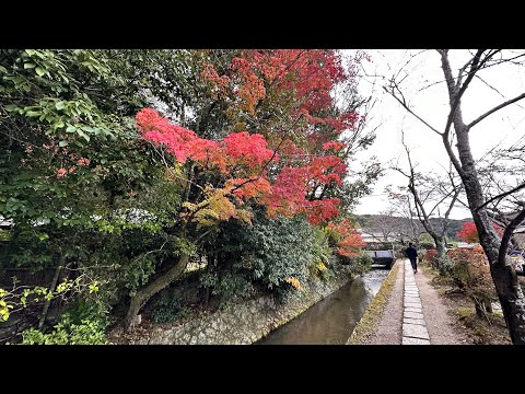 京都哲學之道的春秋美色/Beautiful Autumn & Spring Colors around Philosopher’s Path。visited on 3-28 & 11-18-2023