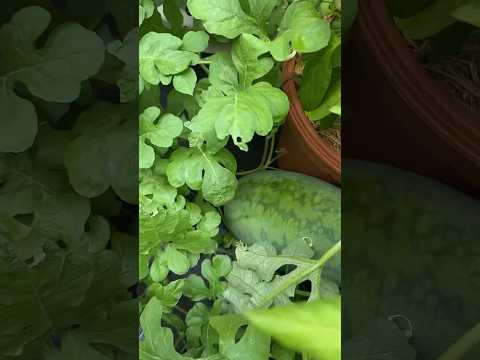 Vego garden beds melon update! 2 months in