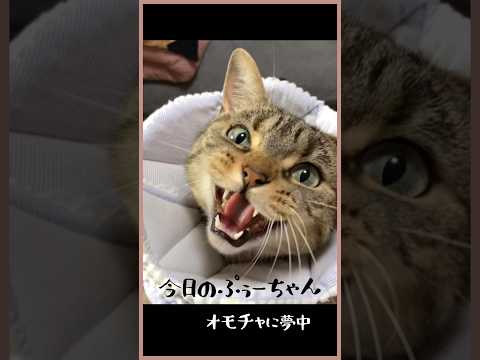 【おもちゃに夢中な猫】投げて！