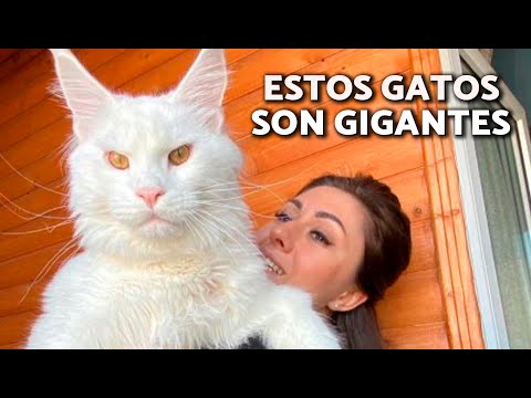 10 RAZAS de GATOS más GRANDES del mundo 🙀 ¡Conoce a los GATOS GIGANTES!