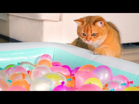 What Toys Do Cats Love? #20