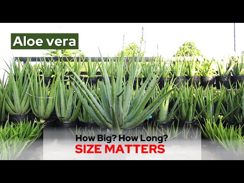 What Is The Typical Size of The Aloe Vera Plant