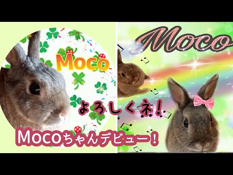 うさぎのMocoちゃん デビュー1