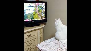 猫出演のテレビを真剣に見る猫#watch#television#cat #shorts