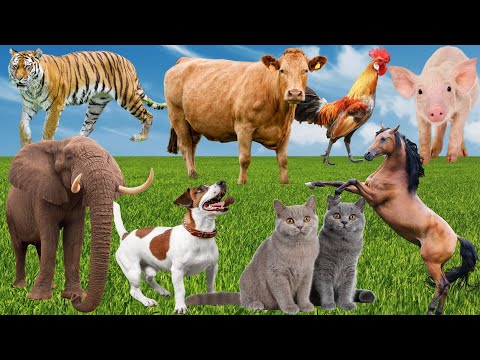 Beautiful Animal Moments: Dogs, Cats, Elephants, Cows, Horses, Tigers - Animals Around Us