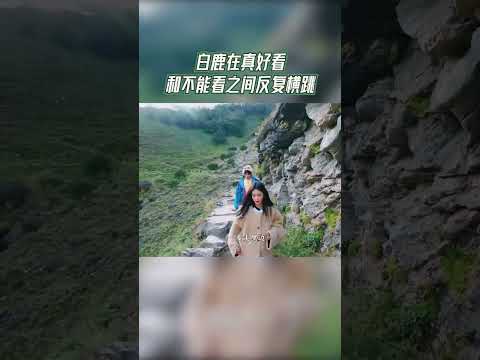 白鹿在真好看和不能看之间反复横跳 #奔跑吧茶马古道篇