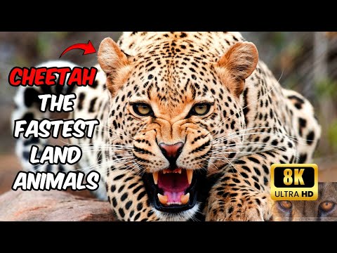 Cheetahs in 8K Ultra HD - The Fastest Land Animals in Stunning Detail