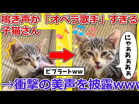 【2ch動物スレ】鳴き声が「オペラ歌手」な子猫さんに歌わせた結果→衝撃の美声が可愛すぎるｗｗｗｗｗ