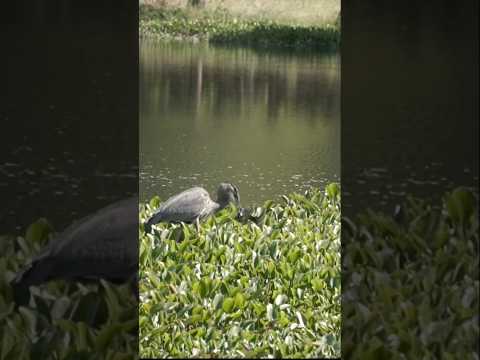 Can Great Blue Heron swallow this  fish? #shorts #greatblueheron