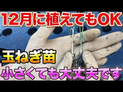 【まだ間に合う】小さい玉ねぎ苗を大きくする裏ワザ教えちゃいます