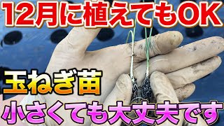 【まだ間に合う】小さい玉ねぎ苗を大きくする裏ワザ教えちゃいます