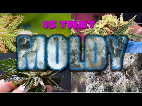 The Dangers of Moldy Weed