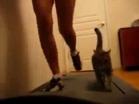 Girl with her cat on the treadmill