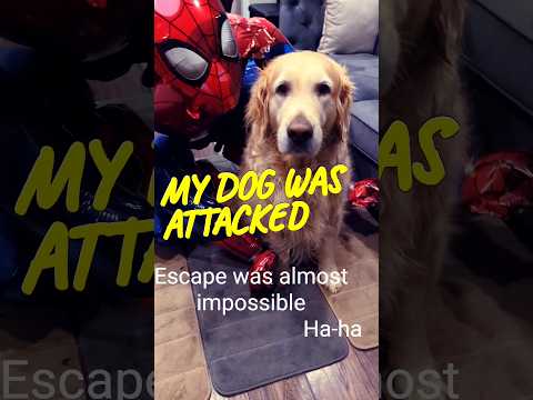 My dog was attacked by Spiderman #shorts #dogs #funny