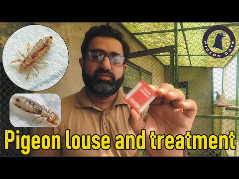 Pigeon Lice and its Treatment with Pigeon Bath | Pigeon Louse | Pigeon Mite | Waleed Alam