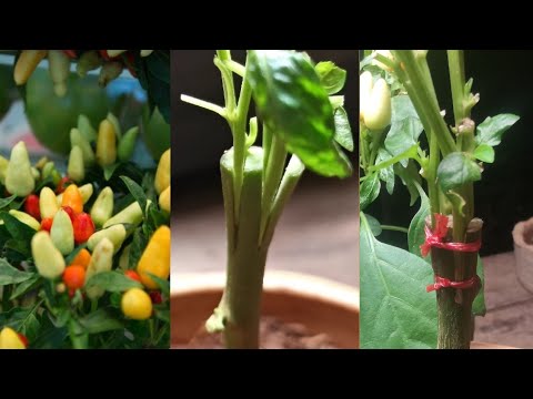 how to graft hot-pepper from scratch