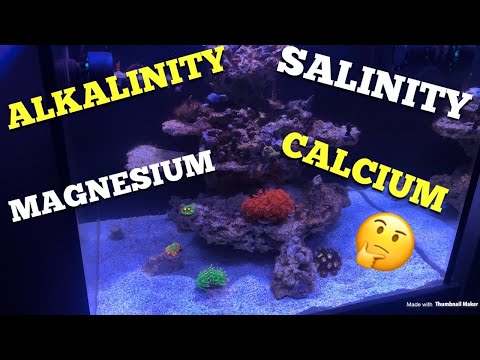 Let’s talk about Alk,Cal,Mag and Salinity