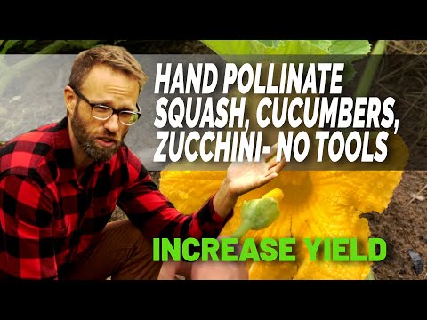 How To Correctly Hand Pollinate Squash, Cucumbers, Zucchini Without Tools To Increase Yield.