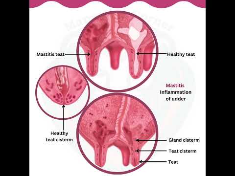 Bovine Mastitis स्तन की सूजन: Somatic cell count (SCC) #shorts #mannvetcorner