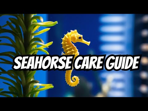 Seahorse Care: Everything You NEED To Know