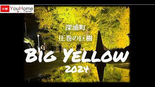 【青森県深浦町】4K 圧巻の巨樹ビッグイエロー2024