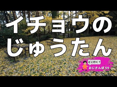 【おじさんぽ59】イチョウのじゅうたんが綺麗でした！