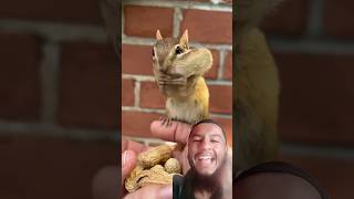 Chipmunk N long peanut #shorts #funnyshorts #youtubeshorts #trendingshorts #peanut