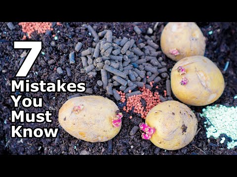 AVOID THESE 7 Potato Growing Mistakes