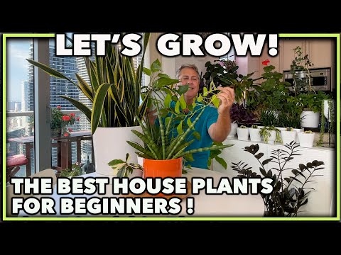 BEST HOUSE PLANTS FOR BEGINNERS