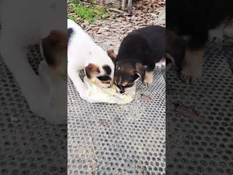 feeding street dogs.#vlog #doglover #life