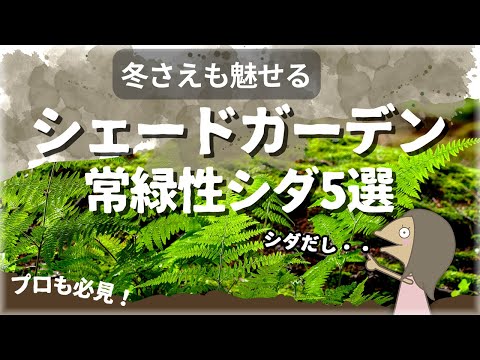 【保存版】日陰の野趣を演出する安定植物シダ！