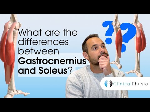 What are the Differences between Gastrocnemius & Soleus? | Expert Physio Guide