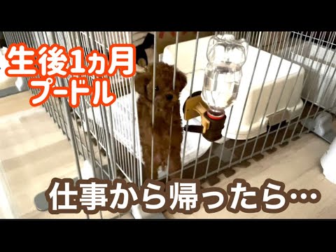 生後1ヵ月赤ちゃんプードルがお留守番をした結果…【テテくん成長記録】