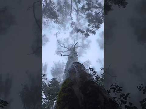 Raintree 🌧 video by @Divineforests. #forest #rainforest #nature #relaxinginnature  #psyambient #lofi