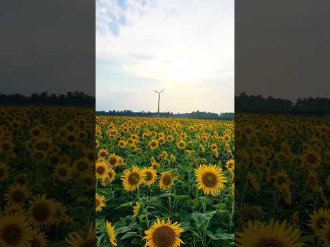 magical place 🥰😍Subscribe me #shorts #shortsyoutube #sunflower #sunset #viral