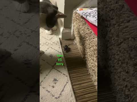 My Two Cats Playing with a Mouse: Just Like Tom and Jerry